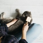 Cómo cuidar el pelaje de perros y gatos en su proceso de muda como cuidar el pelaje de perros y gatos