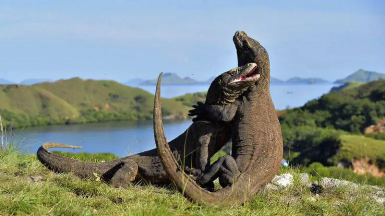 Dragón de Komodo: descubre a esta increíble criatura - Como Funciona Que