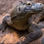 Dragón de Komodo: descubre a esta increíble criatura