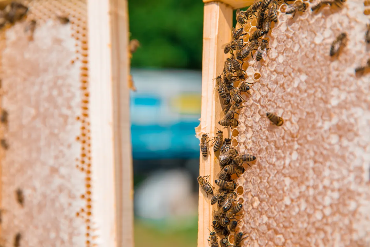 jalea real en los panales de abejas