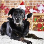 Perros y gatos en Navidades: consejos para que tus mascotas estén tranquilas estas fiestas mascotas navidad