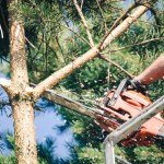 Poda de árboles grandes: ¿por qué? ¿cómo? ¿cuándo? podar árboles grandes
