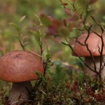 que comer en Laponia