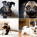 Las razas de perros pequeños más fascinantes