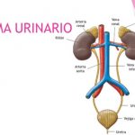 ¿Qué es el sistema urinario y cómo funciona?