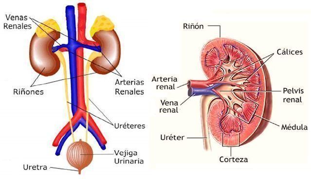 sistema urinario