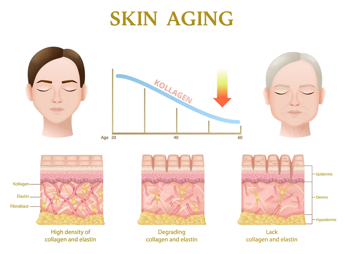 skin aging colágeno